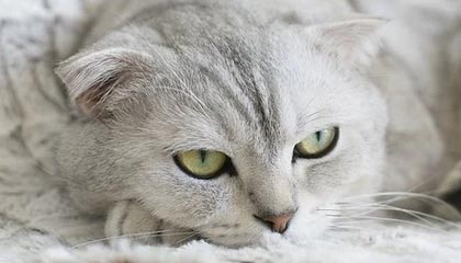 九游娱乐(jiuyou)官网-伊朗队战胜法国，成功晋级决赛，伊朗vs法国