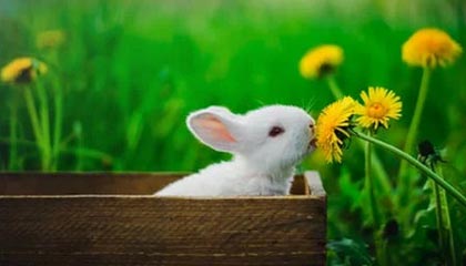 九游网页版入口-《镜报》：巴西女足在奥运会小组赛中与德国队激战，巴西女足 奥运会