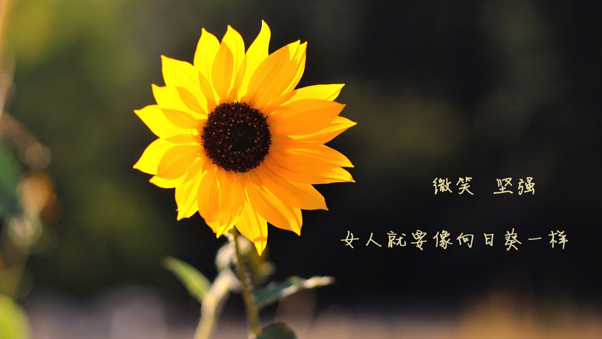 “意甲激烈碰撞,实力排名不断变化”,意甲最强