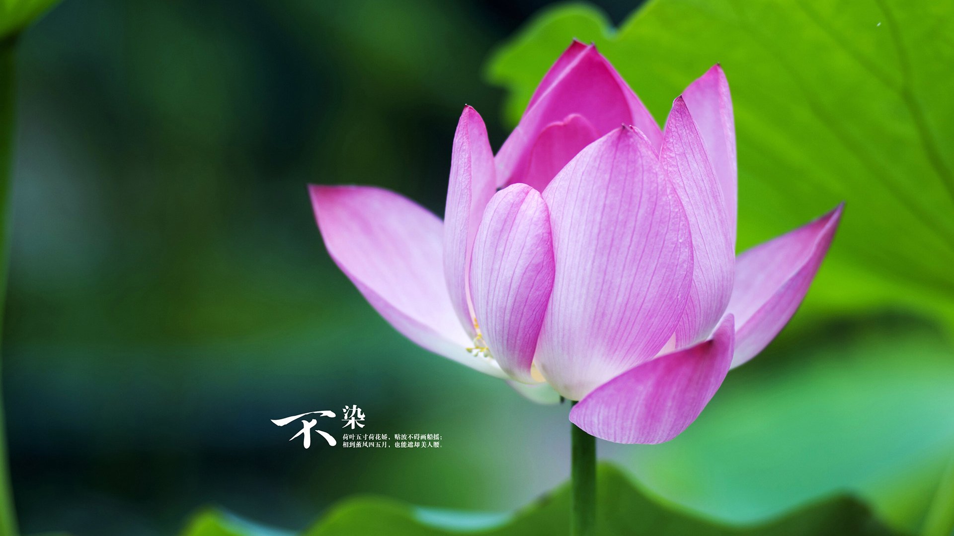 “意甲火热进行,传统豪门迎来大考”,意甲传统三大豪门