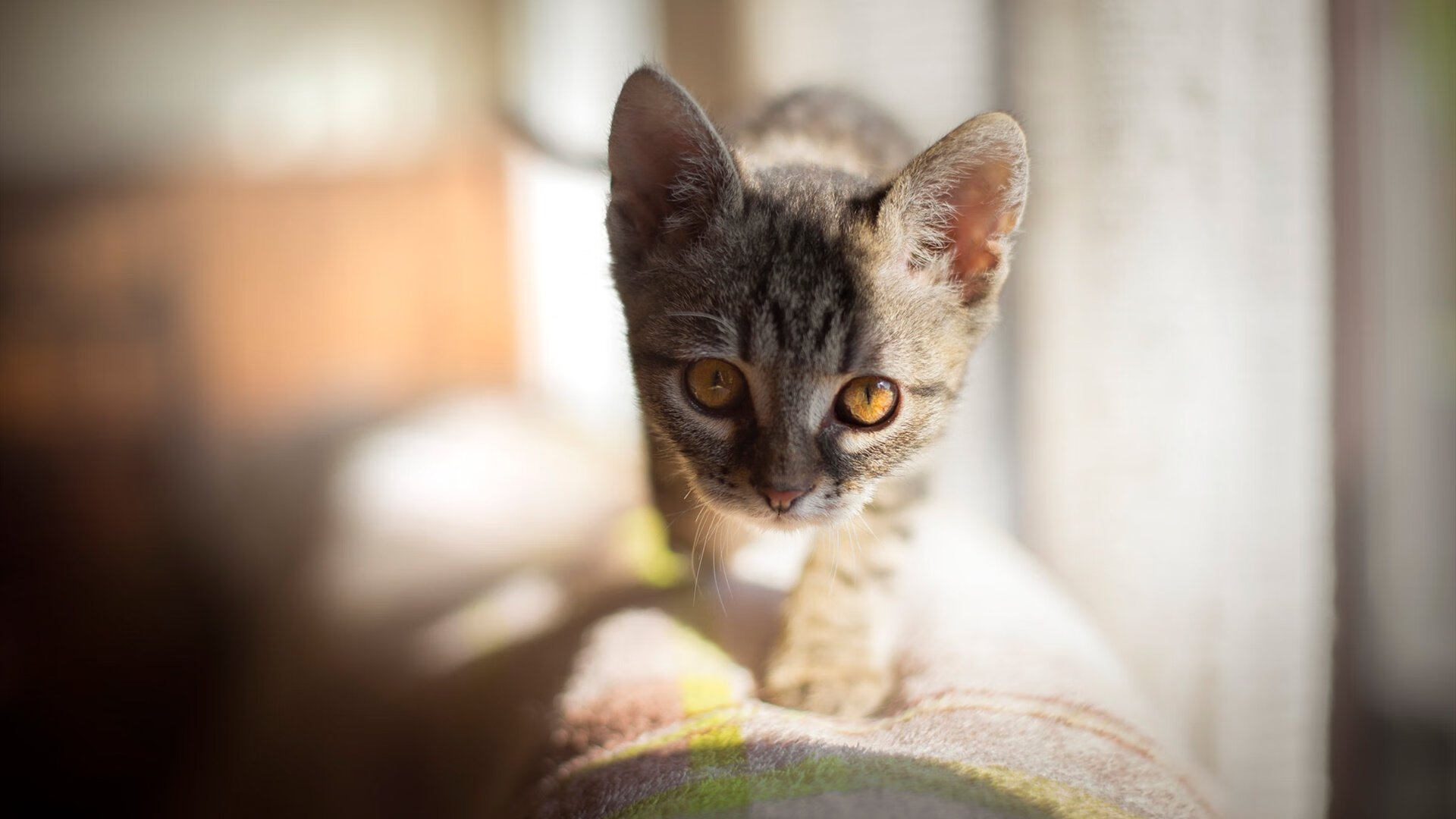 “极速投球与秒投战术:科技如何激发投手极限突破?——行业深度解析”