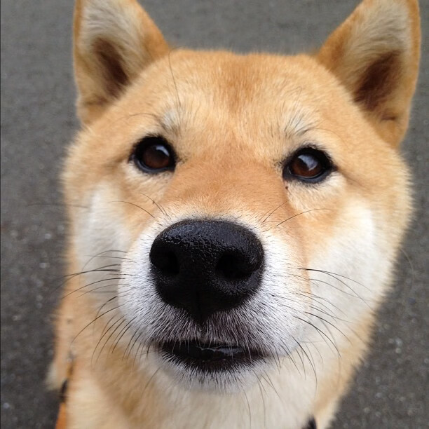 “极速比赛规则正式实施——缩短单局时间推动运动科学与竞技水平双提升”