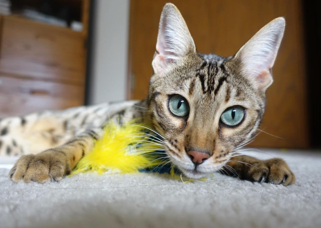 “青少年足球全民参与,推动全民健身热潮”,青少年足球推广方案