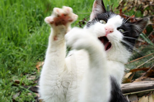 《镜报》：荷兰女足在预选赛中与法国队激战，荷兰女足首发阵容