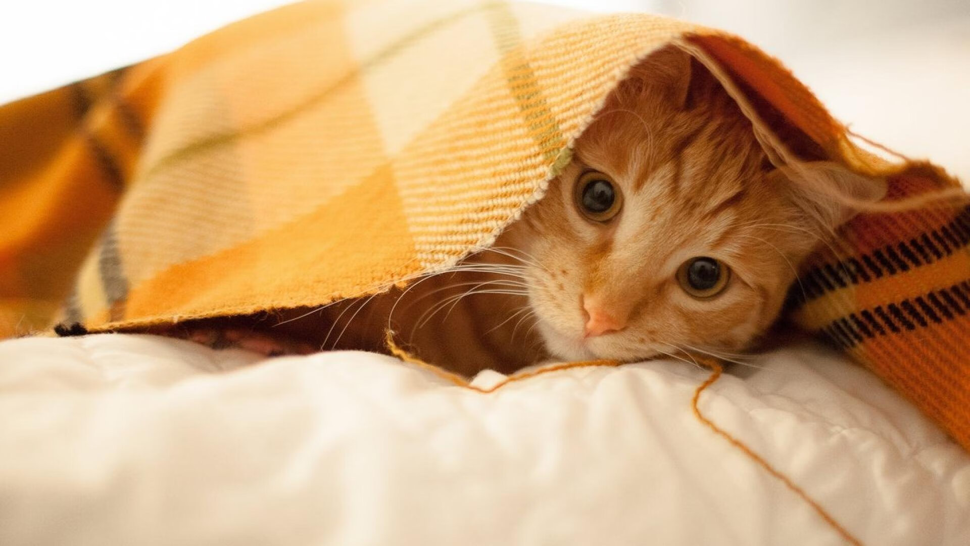 【名将故事】丁俊晖的训练日常与比赛心态调节技巧,丁俊晖水平到底怎么样