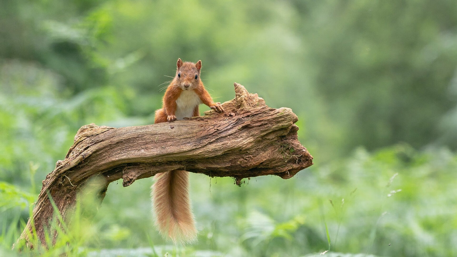 九游娱乐(jiuyou)官网-【科技裁判】裁判用高科技守护比赛公正，效果显著？，科技运动会裁判员宣誓