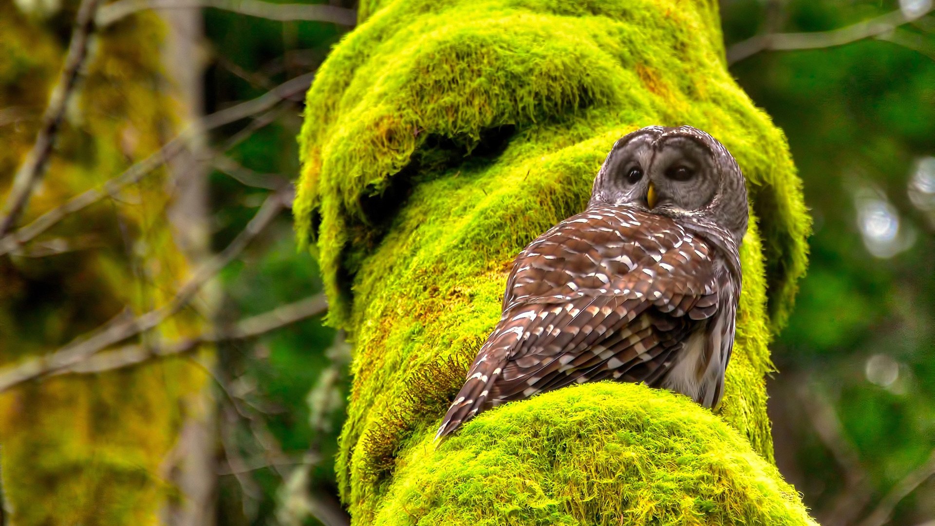不败纪录难敌多支强队，赛季中期观察总结，不败赛季阵容