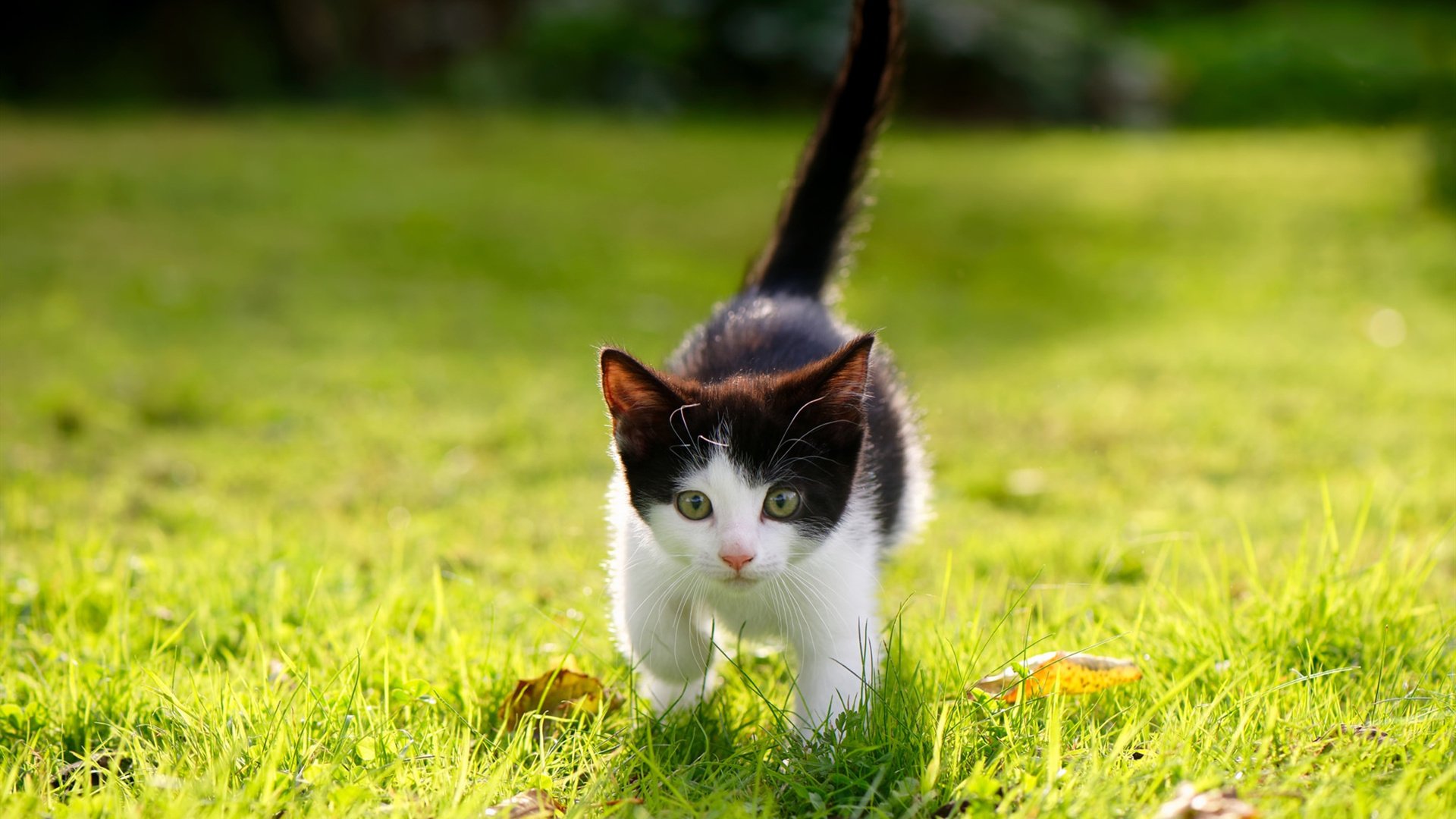 Jiuyou-专业技巧赛：挑战自我的运动盛典