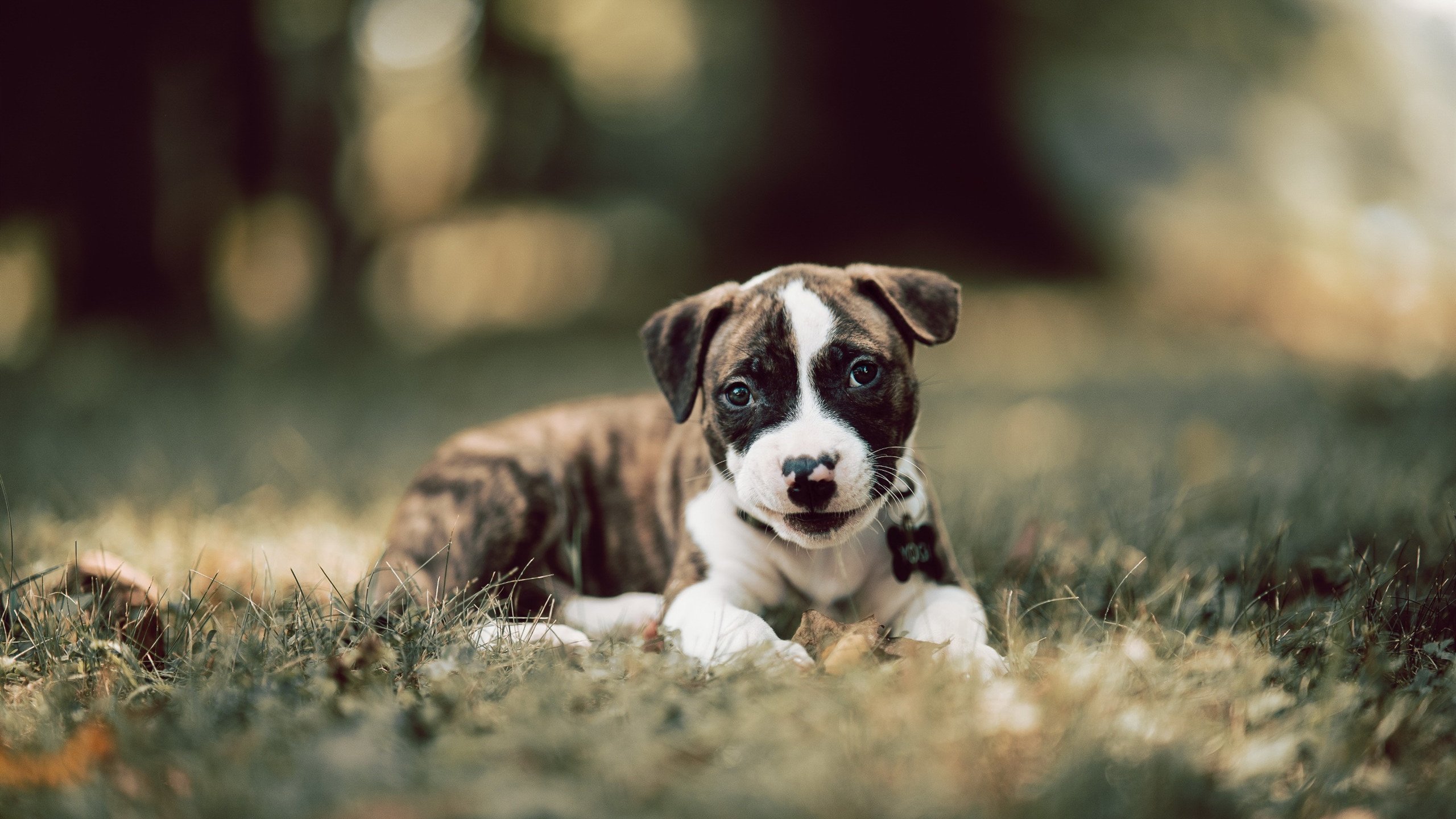 九游娱乐(jiuyou)官网-全国青少年足球裁判员培训竞赛评比全面展开，行业迈向高质量发展