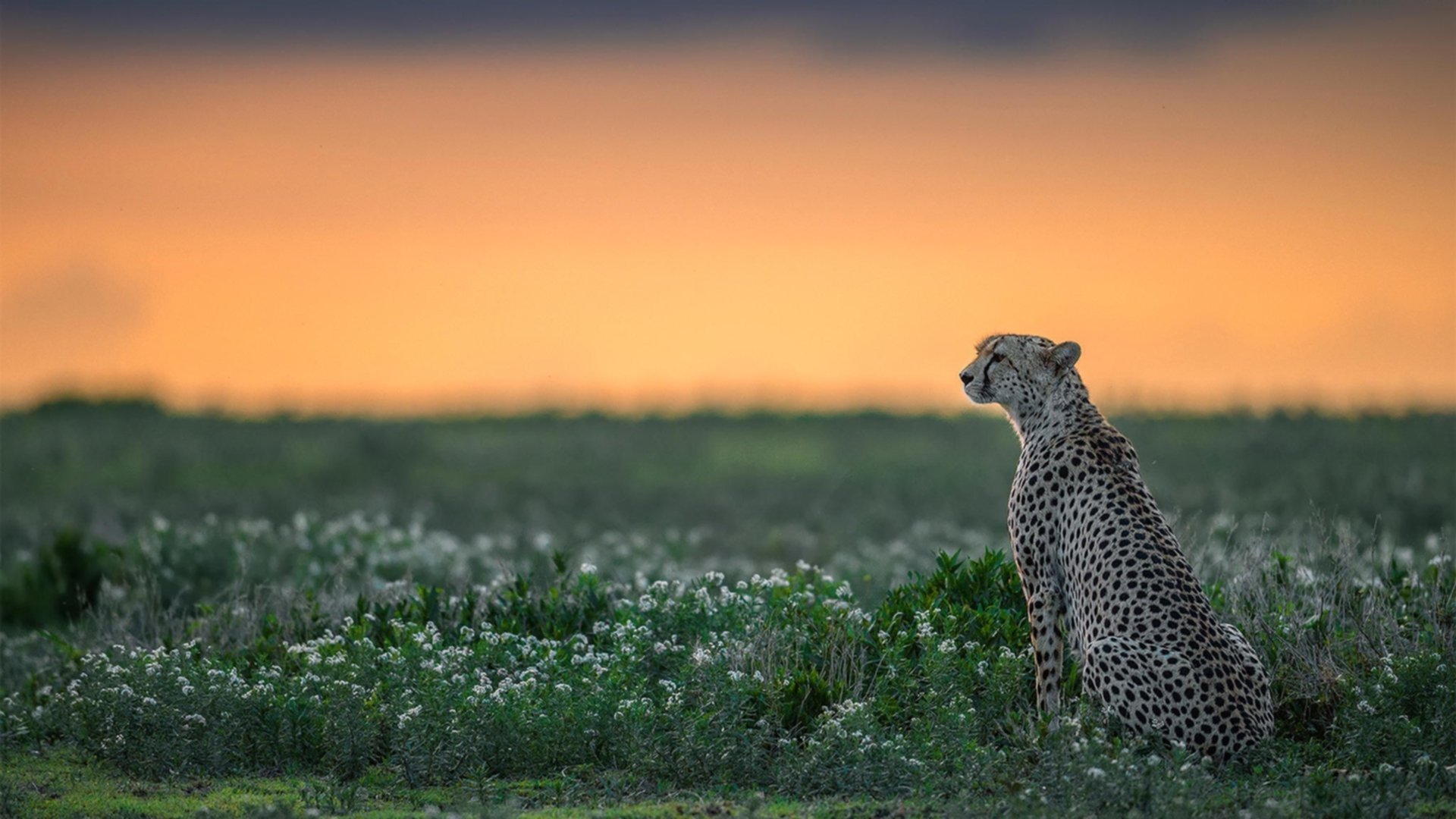 Jiuyou-内马尔闪耀登场，巴黎欧冠梦逐渐升腾，内马尔巴黎球衣图片