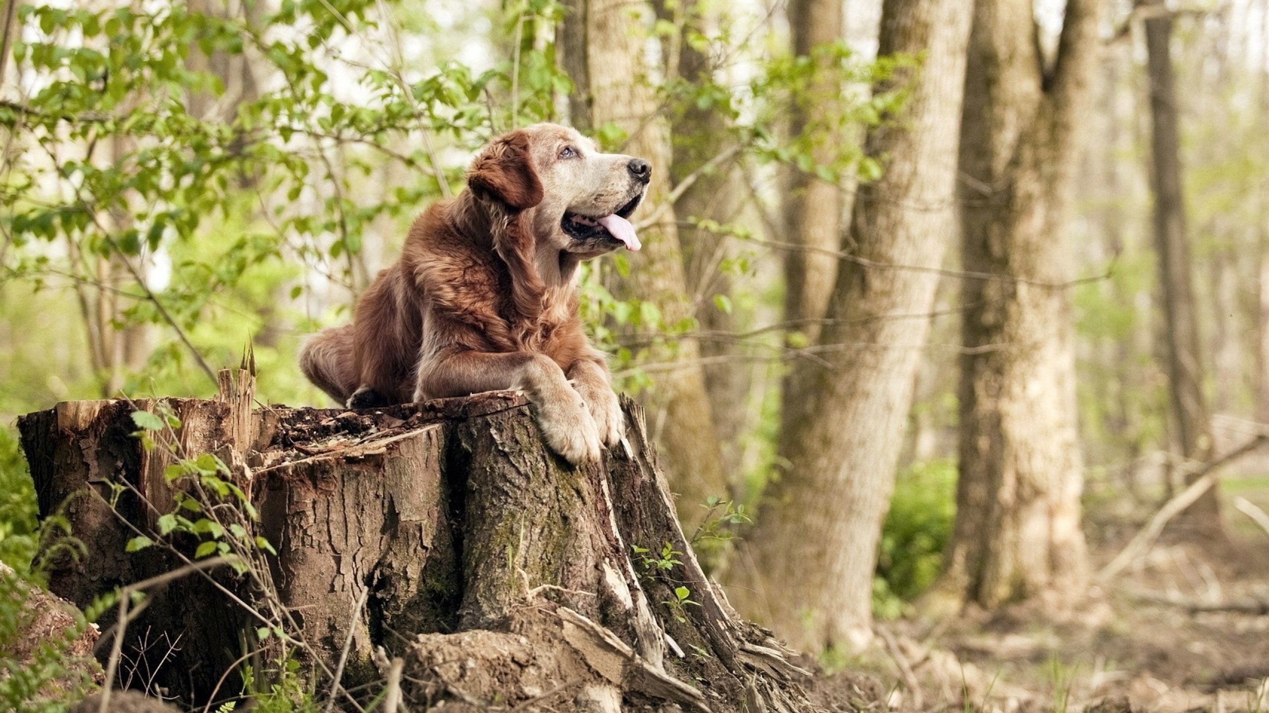 九游-各国球迷“云聚”欧冠现场，创造奇迹现场气氛火爆，欧洲各足球俱乐部球迷排名